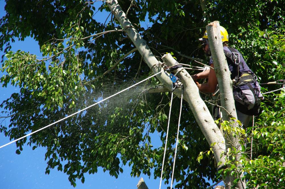 Intervention rapide élagage près de Pledran
