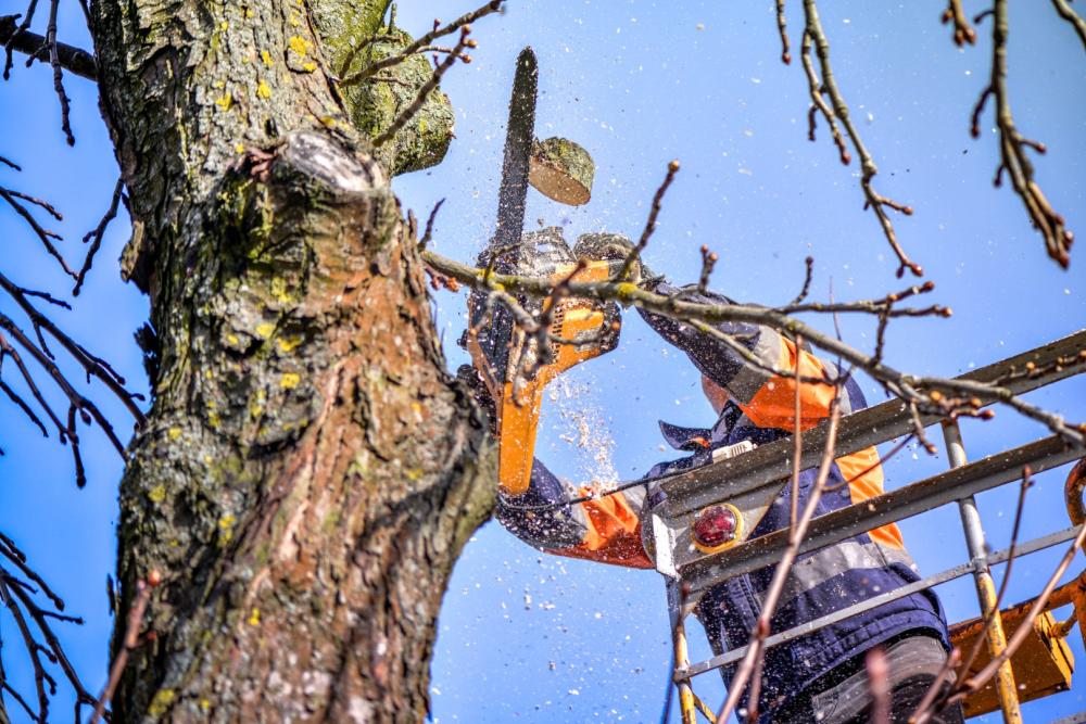 Enlèvement d’arbre près de Pledran