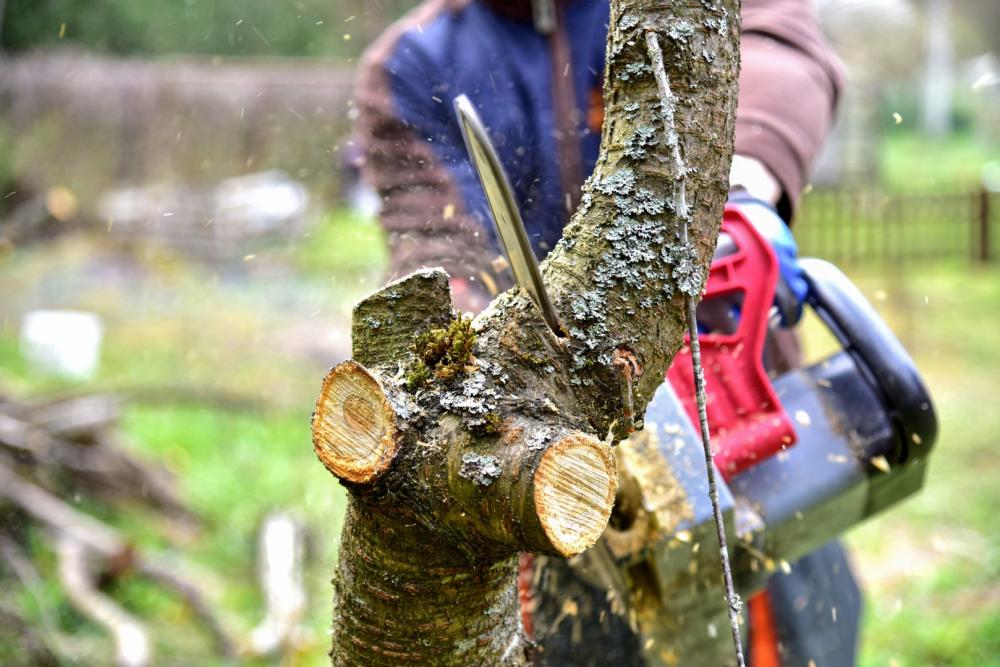 Coupe de bois près de Pledran