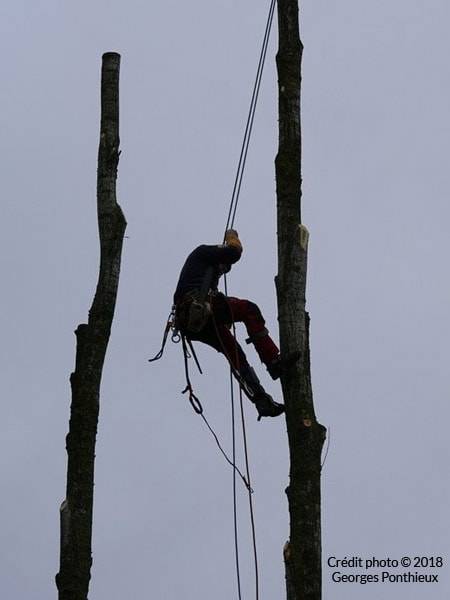 Élagueur près de Pledran