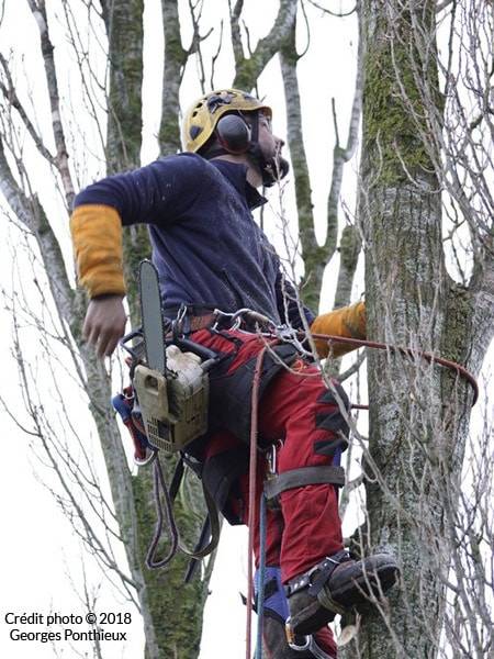 Branche cassée près de Pledran